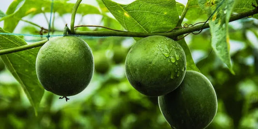 Benefits of Monk Fruit: 5 Reason to use this Fruit