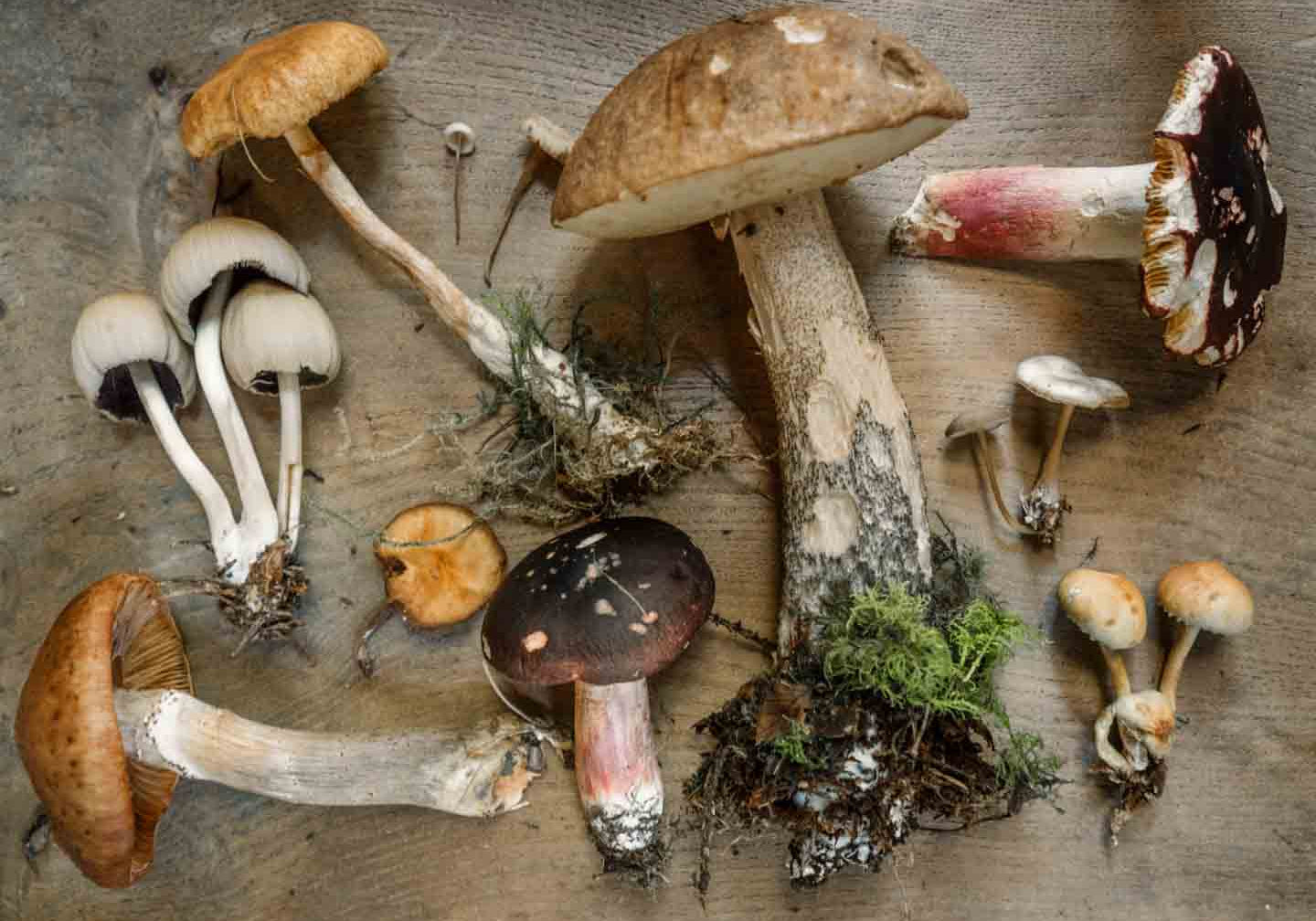What Are Adaptogenic Mushrooms?